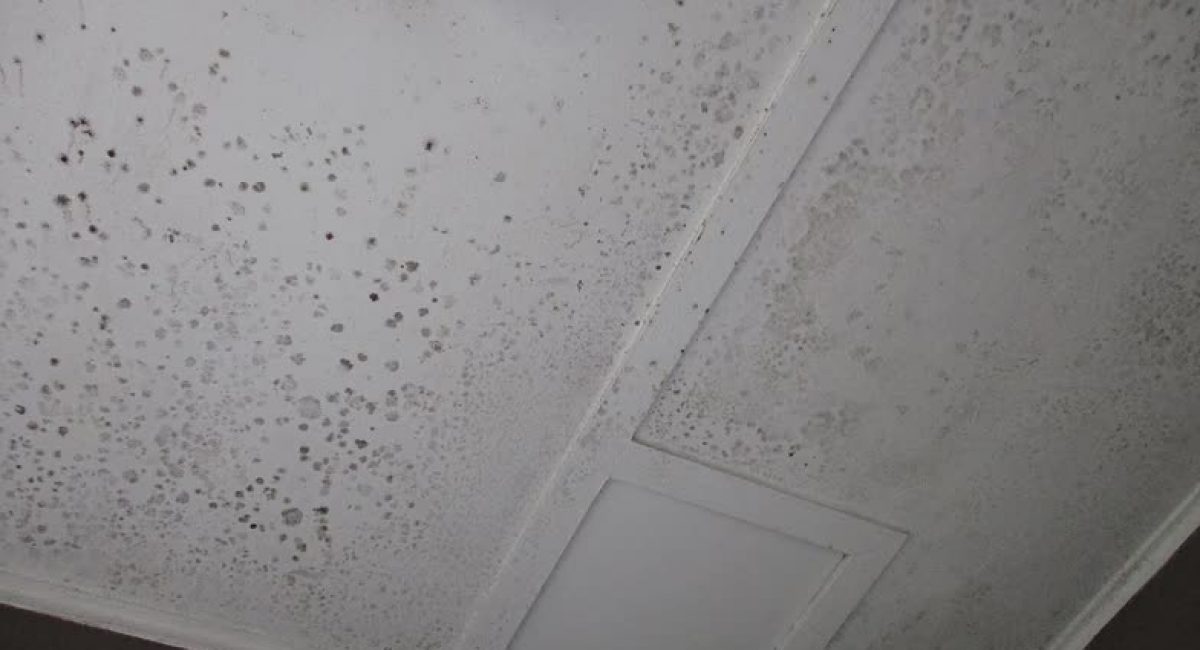 Mould To Bathroom Ceiling Sjn Building Consultants