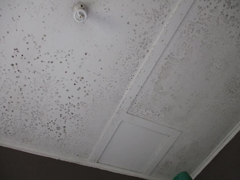 Mould To Bathroom Ceiling Sjn Building Consultants