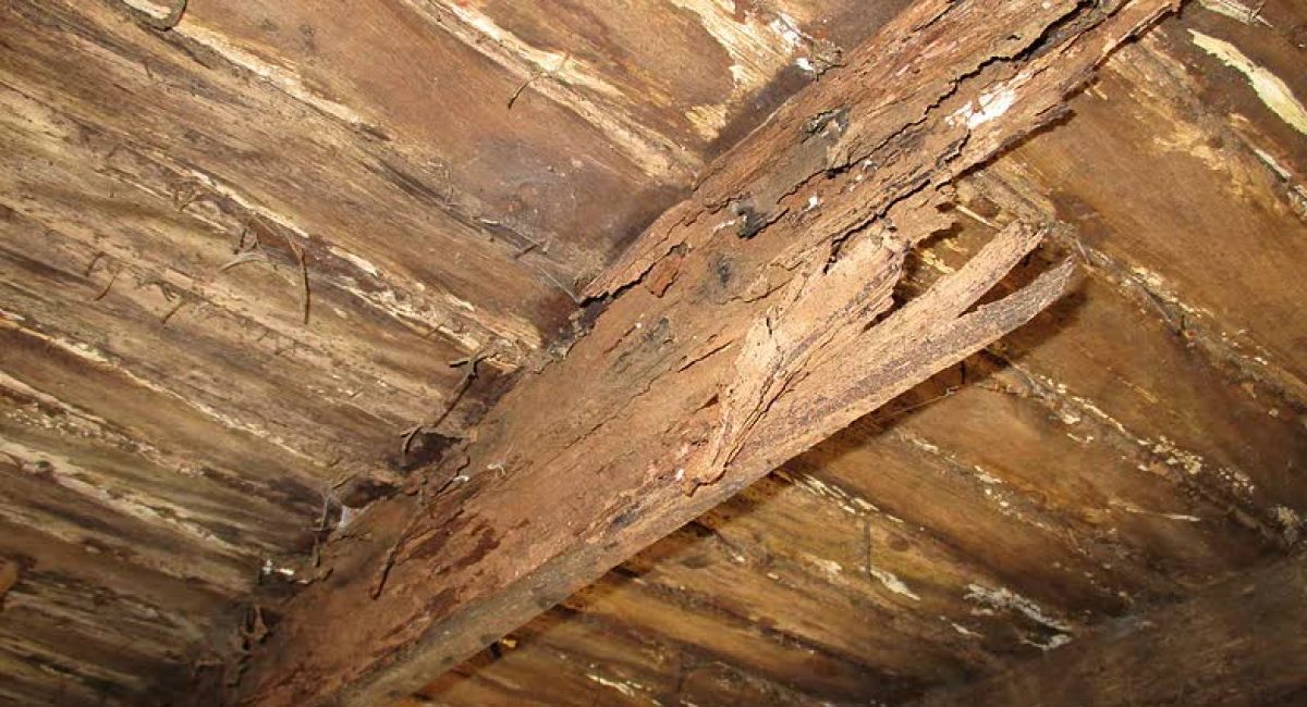 Termite damage to decking and joist SJN Building Consultants