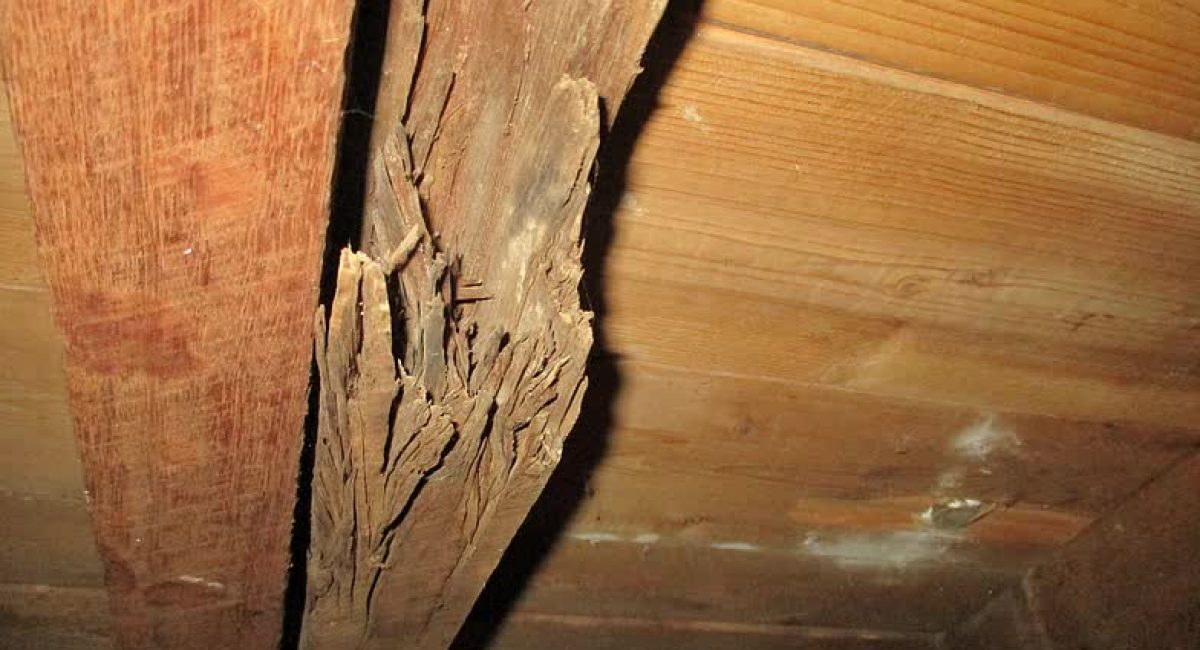 Termite damage to floor joist SJN Building Consultants