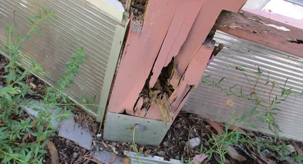 Termite damage to timber deck SJN Building Consultants