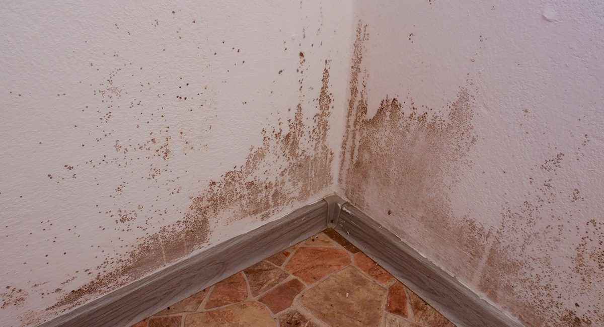 Dampness-and-mould